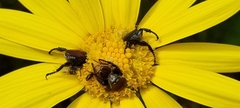Euryops abrotanifolius