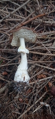 Amanita pantherina