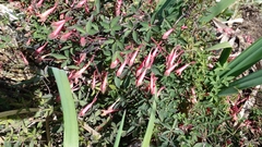 Tropaeolum pentaphyllum