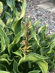 Aurantioporthe corni