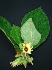 Riodocea pulcherrima