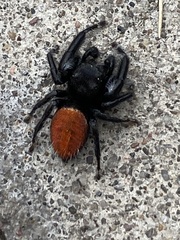 Phidippus