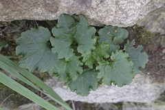 Campanula poscharskyana