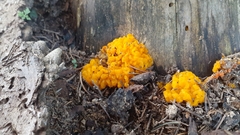 Dacrymyces chrysospermus