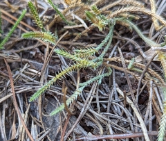 Selaginella arenicola
