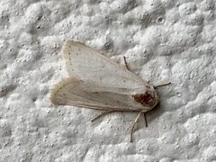 Urola nivalis