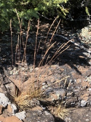 Festuca saximontana