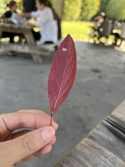 Aronia arbutifolia