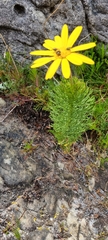 Euryops abrotanifolius