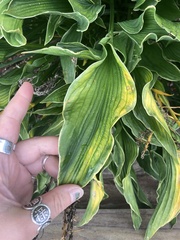 Aurantioporthe corni