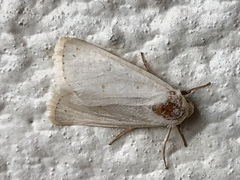 Urola nivalis