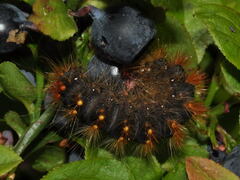Acronicta auricoma