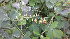 Goodia medicaginea