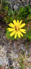 Euryops abrotanifolius