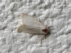 Urola nivalis