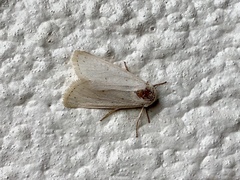 Urola nivalis