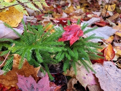 Dendrolycopodium dendroideum