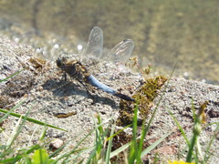 Orthetrum cancellatum
