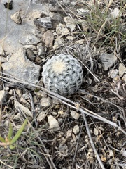 Echinocereus reichenbachii caespitosus