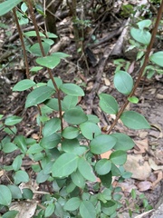 Eugenia reinwardtiana
