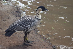 Branta sandvicensis