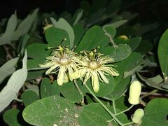 Passiflora affinis