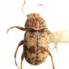 Ormiscus fasciatus