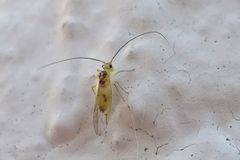 Stenopsocus