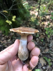 Armillaria gallica