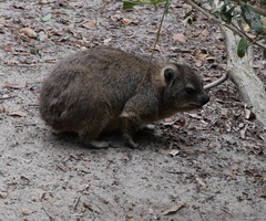 Procavia capensis capensis