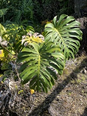 Monstera deliciosa