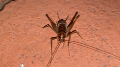 Tachycines asynamorus