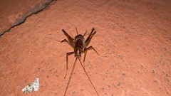 Tachycines asynamorus