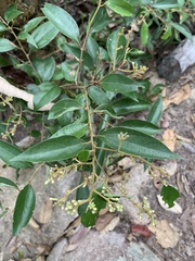 Cryptocarya triplinervis