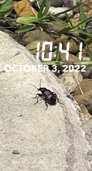 Carabina