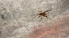 Tachycines asynamorus
