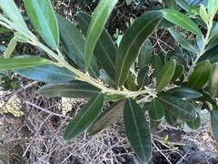 Olea europaea europaea