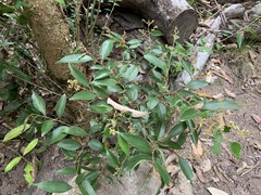 Cryptocarya triplinervis