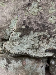 Lecanora strobilina