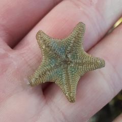 Asterina gibbosa