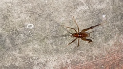 Tachycines asynamorus