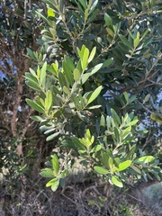 Olea europaea europaea