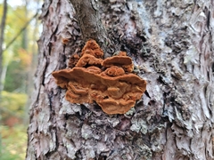 Gloeophyllum sepiarium