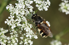 Stratiomys singularior