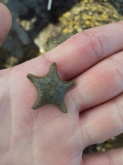 Asterina gibbosa