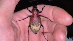 Carabus smaragdinus