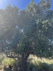 Olea europaea europaea