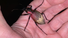 Carabus smaragdinus