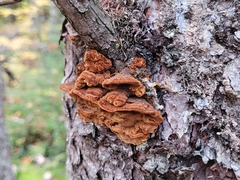 Gloeophyllum sepiarium