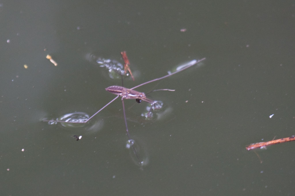 Limnometra ciliata